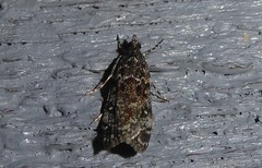 Eudonia philerga