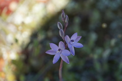 Thelymitra petrophila