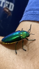 Sternocera aequisignata