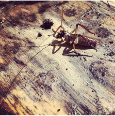 Hemideina thoracica