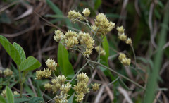 Achyrocline saturejoides