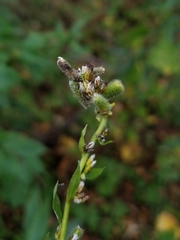 Rhopalomyia anthophila