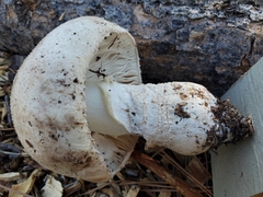 Amanita chrysoblema
