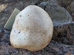 Amanita chrysoblema
