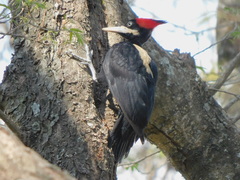 Campephilus leucopogon