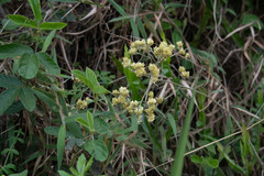 Achyrocline saturejoides