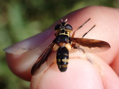 Trichopoda plumipes