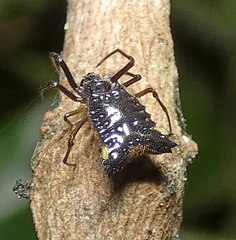 Micrathena triangularis