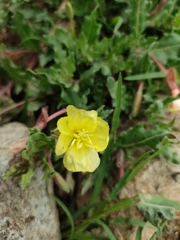 Oenothera pubescens