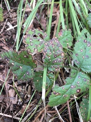 Sphaerulina westendorpii