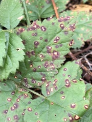 Sphaerulina westendorpii