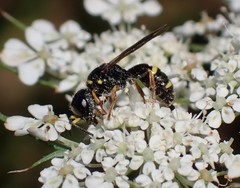 Ectemnius stirpicola