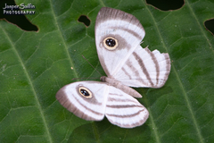 Leucochimona matisca