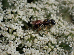 Ectemnius stirpicola