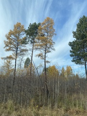 Larix sibirica
