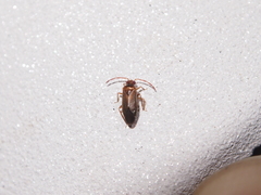 Wygomiris mingorum