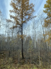 Larix sibirica
