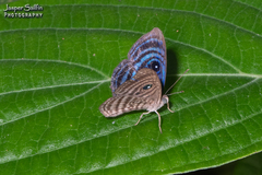 Mesosemia antaerice