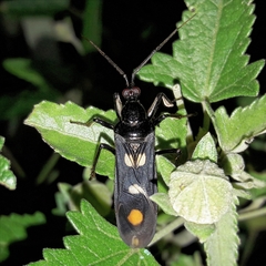 Rasahus limai