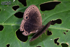 Eunogyra satyrus