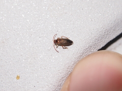 Wygomiris mingorum