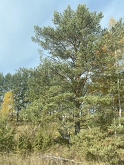 Pinus sylvestris