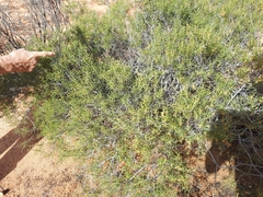 Acacia nyssophylla