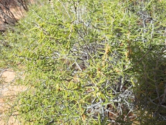 Acacia nyssophylla