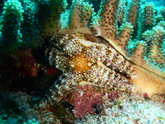 Neoferdina cumingi