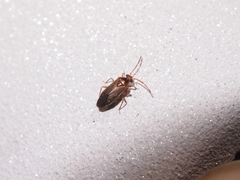 Wygomiris mingorum