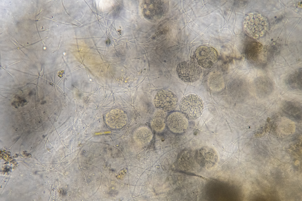 Thraustochytrida