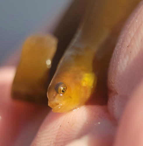kelp gunnel