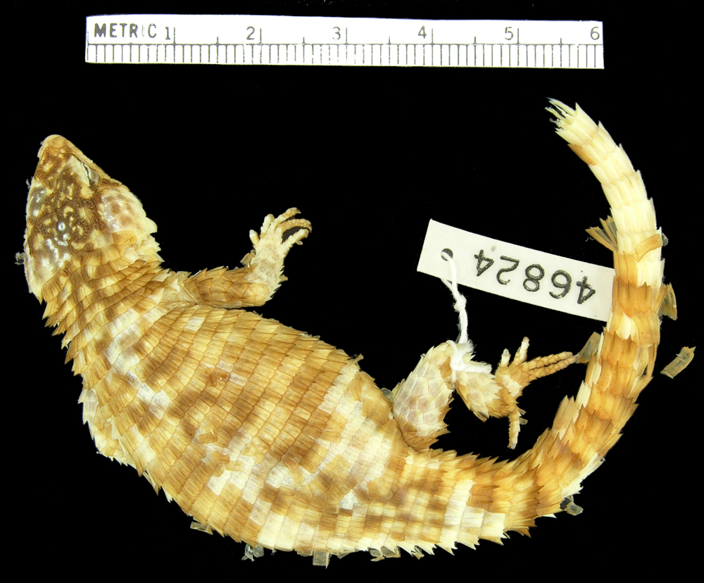 Campbells Girdled Lizard