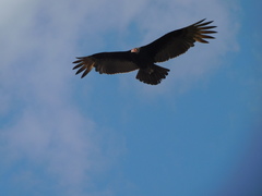 Cathartes aura