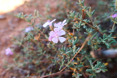 Frankeniaceae