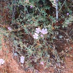 Frankeniaceae