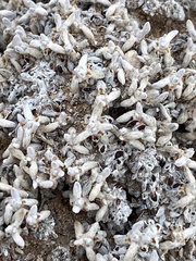 Eriogonum caespitosum