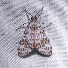 Eucereon myrina