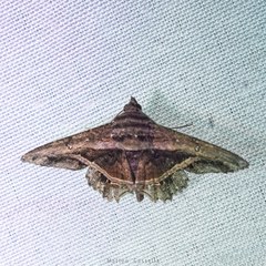 Ophiusini