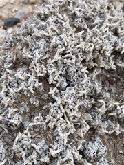 Eriogonum caespitosum