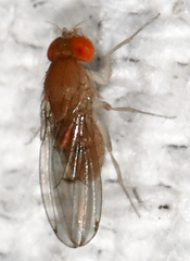 Drosophila immigrans