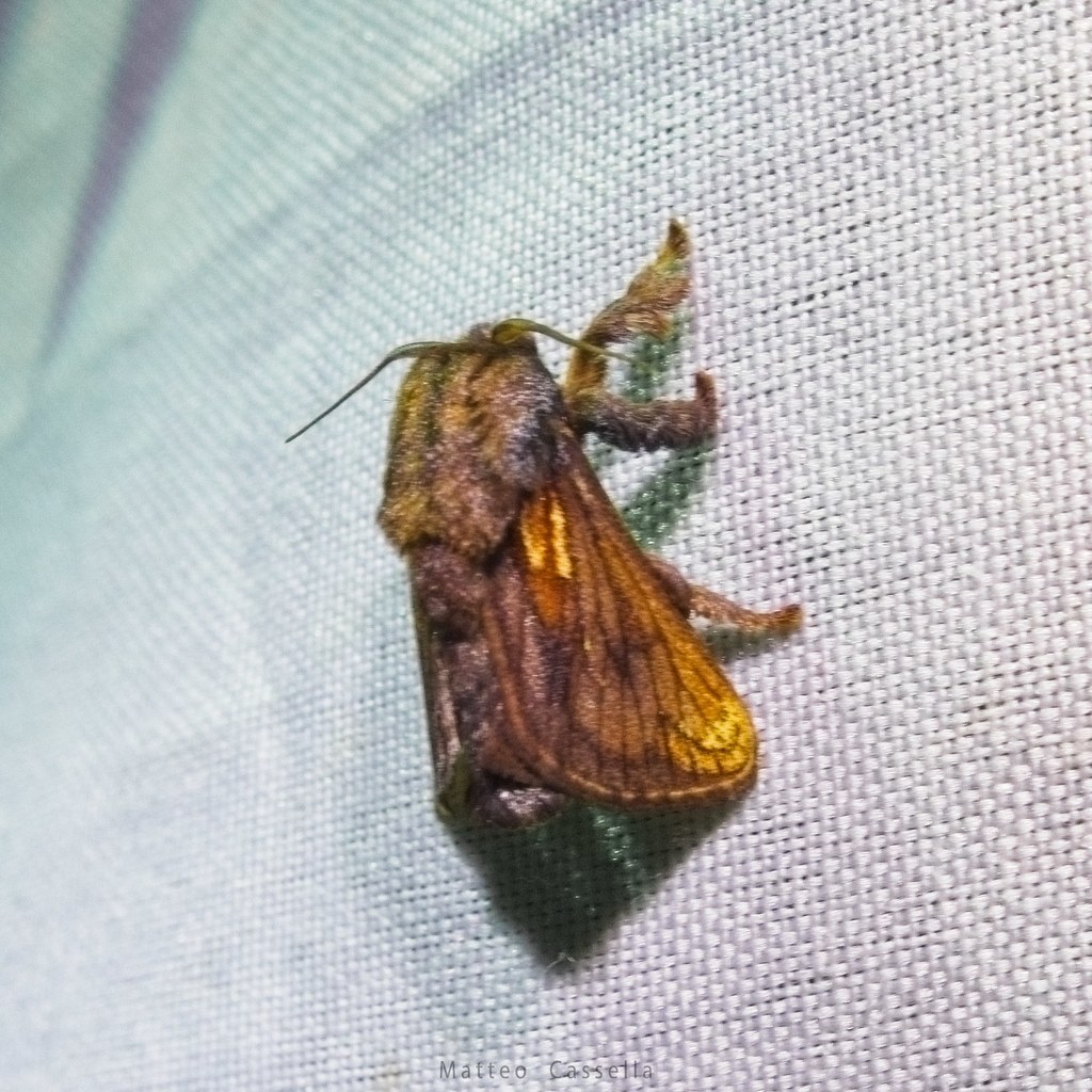 Talima straminea