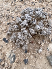 Eriogonum caespitosum