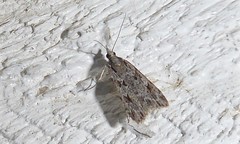 Scoparia chalicodes