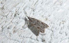 Scoparia chalicodes