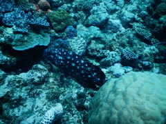 Epinephelus coeruleopunctatus