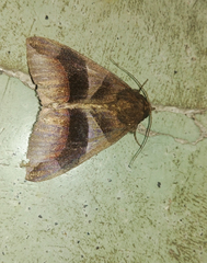 Dysgonia purpurata