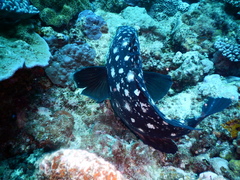 Epinephelus coeruleopunctatus