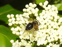 Blera badia