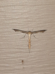 Stenoptilodes taprobanes